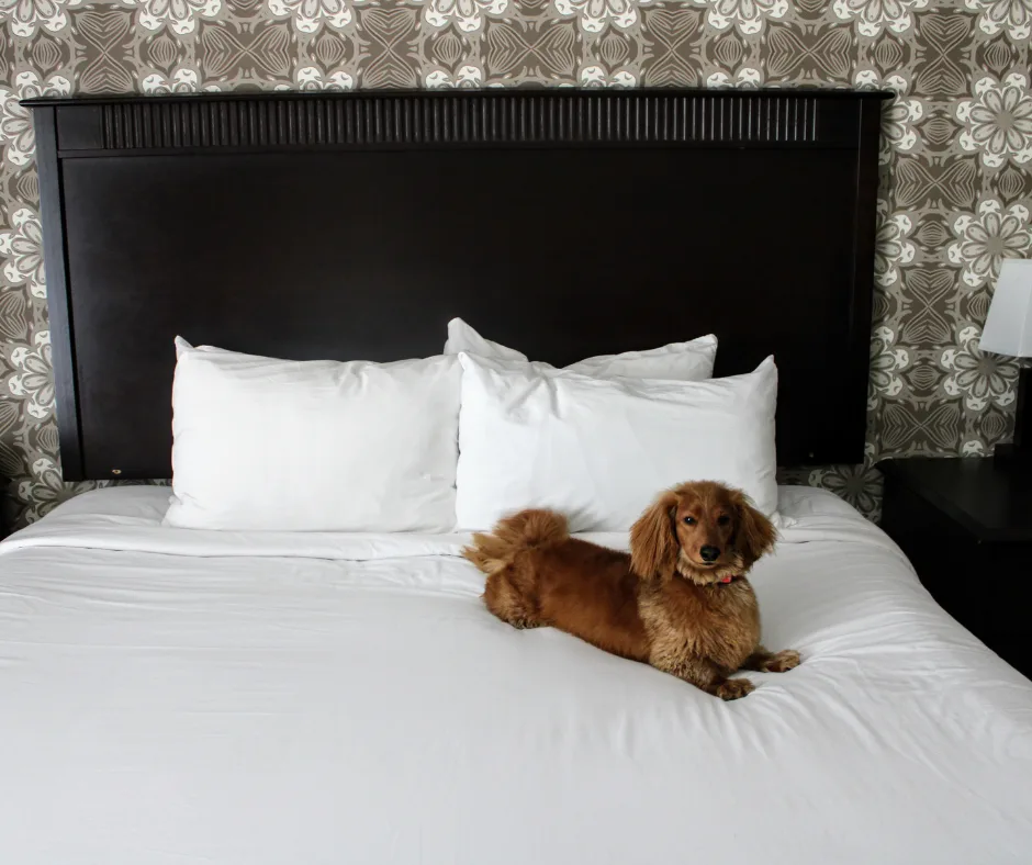 Oxford Suites Boise gallery image