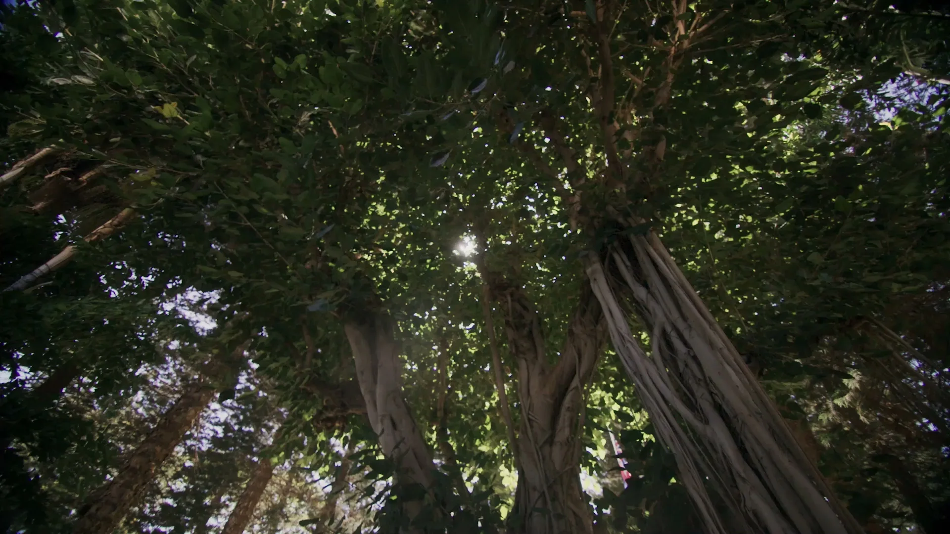 Fairmont Kea Lani, Maui gallery image