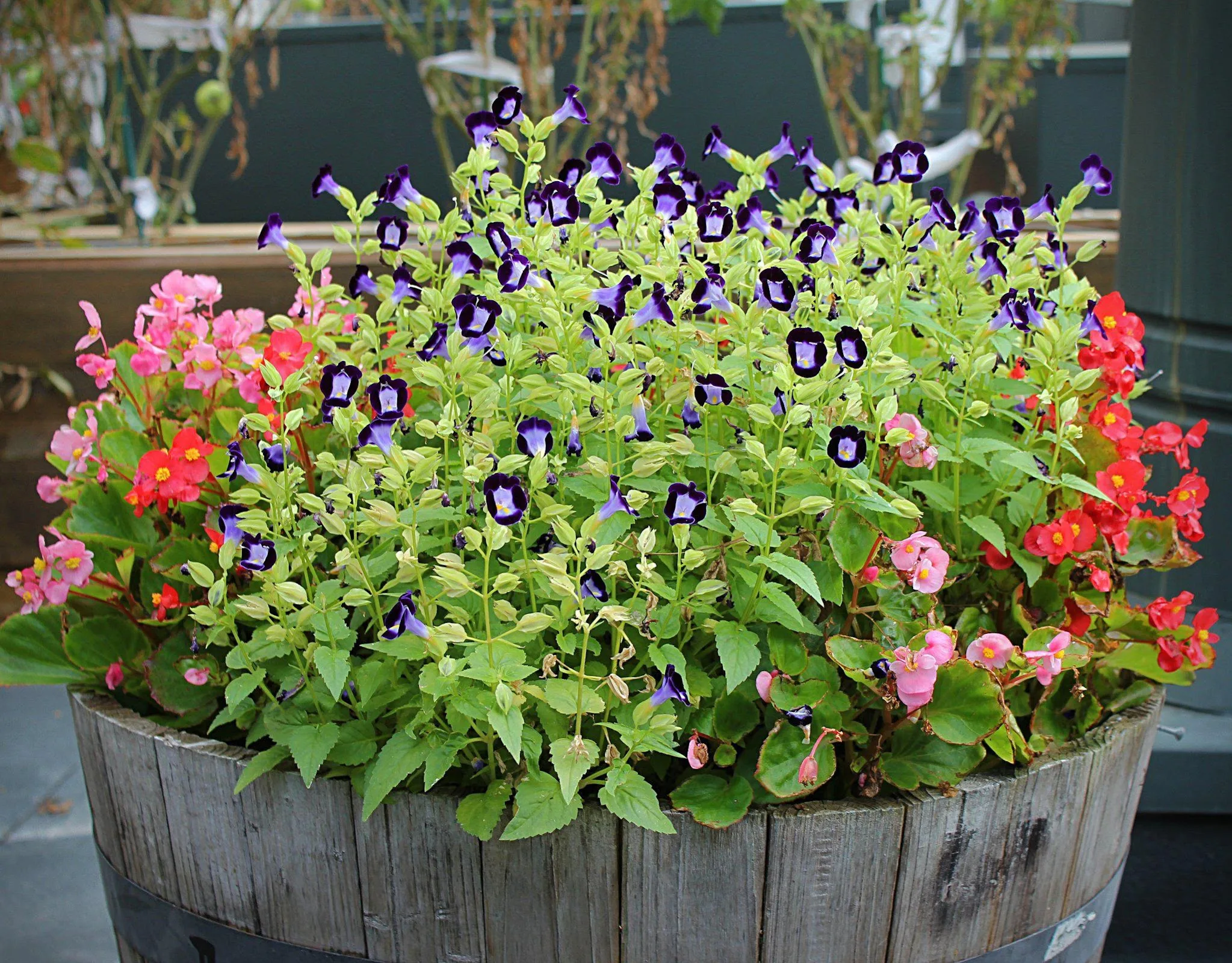 Hotel Indigo Baton Rouge Downtown by IHG gallery image